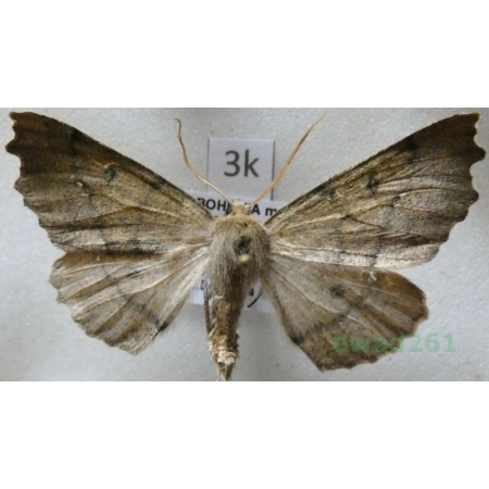 Odontopera bidentata (Clerck, 1759) male Ciośnik dwuzębiak Czech3k